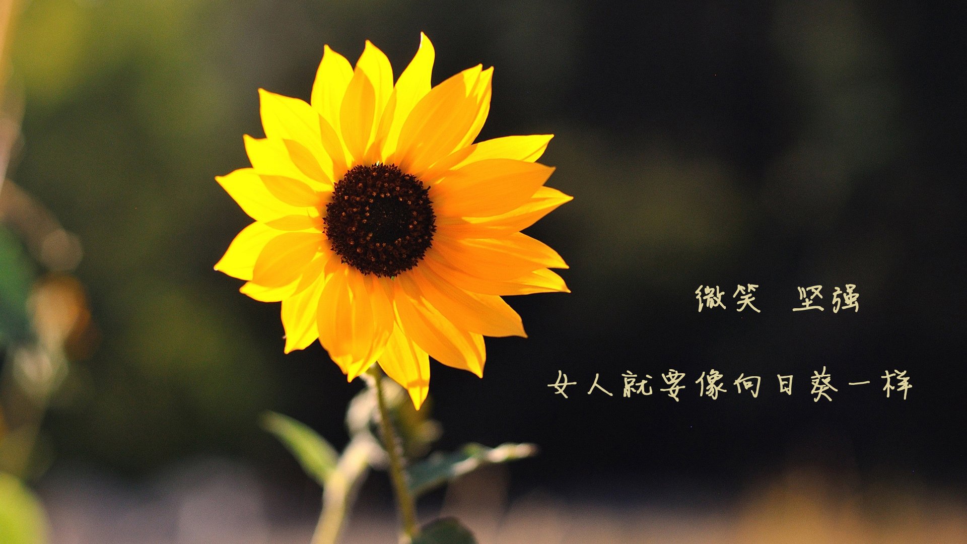 西甲高潮迭起:超级巨星演绎巅峰战役,西甲经典比赛