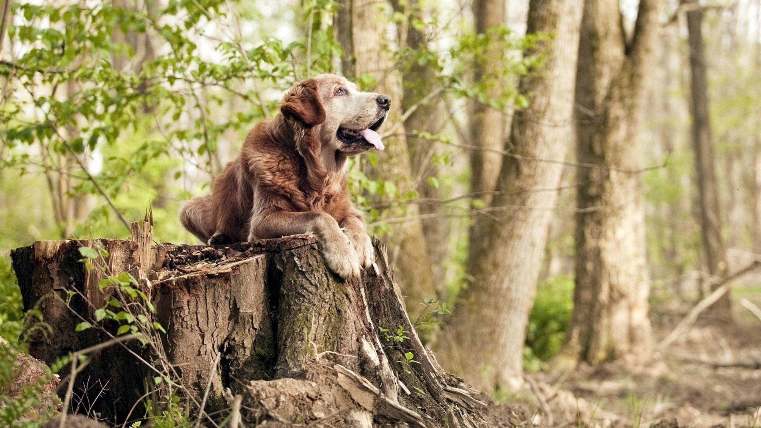 KAIYUN 中国大陆-骑士前锋表示目标是帮助球队稳定输出，骑士队小前锋